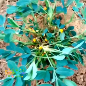 50 BUTIR BIJI/BENIH TANAMAN KACANG TANAH VARIETAS GAJAH