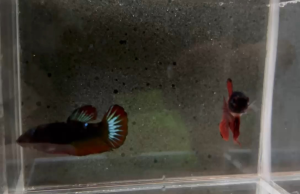Premium Vampire Betta Fish Pair Male Female High Quality A Grade Avatar Breeding Pair Living Fish