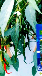 COD - Benih Unggul Cabe Keriting Startop Isi Kemasan 10gram (2000 Biji Cabe)