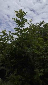 ใบมะตูมแขกใบสดยอดอ่อนนำไปรับประทานเป็นผัก