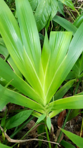 #ว่านพัดนางชี 20ต้น 60 บาท  #พัดนางชี #มือพระนารายณ์#ไม้มงคล