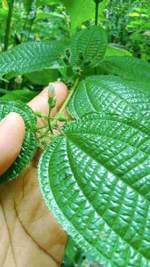 DAUN HARENDONG Hot promo! Seger buger kemasan 500 gram