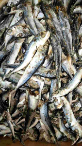 Ikan Asin Layang Rebus 1kg: Panduan Lengkap