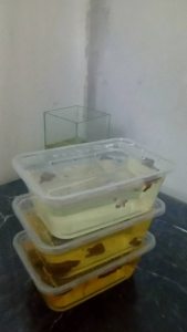 ตู้เลี้ยงปลาแบบคอนโด ตู้เลี้ยงปลากัด ตูดเลี้ยงปลาขนาดเล็ก ตู้เลี้ยงปลา ตู้เลี้ยงปลาเดียว