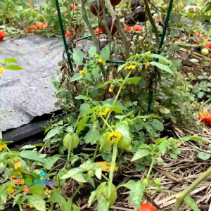 10 BUTIR BIJI/BENIH TOMAT QUUEN OF THE NIGHT