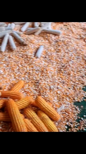 Benih Jagung Kemasan 1kg: Cara Membeli & Menggunakan