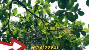 Lụp chào mào quấn tay thép có lá Lúp Chào Mào Cho Chim Cảnh Lúp Chào Mào Bền Bỉ Và Tiện Dụng - Lazada