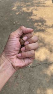 📣🔥👌แมคคาเดเมีย 100g อบเนยพร้อมทาน จำนวน 3 ถุง