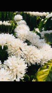 Mật ong hoa cà phê nguyên chất 100% | Đặc sản Gia Lai | Dưỡng da - Giảm cân - Bổ sức khỏe | Chai 500ml & 1L