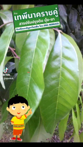 ชุดยาผีหลอกในคะน้า ผักใบทุกชนิด กวางตุ้ง