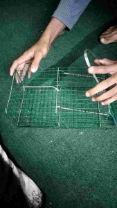 perangkap tikus praktis  jebakan senteg murah aman