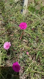 Keratan Pokok Rose Jepun ( 5pcs mix colour )