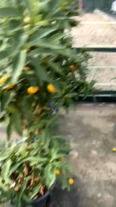 ส้มกิมจ๊อ ขนาด8-11นิ้วCitrus Japonica Thunb จีน: 金桔 หรือ 金橘 พินอิน: jīnjú อ่าน จิงจู๋ แปลตามตัว ส้มสีทอง) ในสกุลส้มและวงศ์ส้ม เป็นไม้พุ่มขนาดกลาง แตกแขนงเป็นพุ่มแน่น ใบรูปไข่ สีเขียวสดเป็นมัน มีหูใบขนาดเล็ก ดอกออกดอกเดี่ยว แต่มักออกรวมกันเป็นกลุ่ม