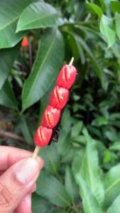 กิ๊บไส้กรอกแดง ย่าง งานแฮนด์เมด กิ๊บน่ารักแบบไทย