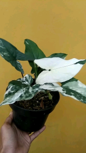 TANAMAN HIAS SINGONIUM VARIGATA PUTIH SINGONIUM ALBO RIEL 100% COCOK UNTUK DALAM RUANG/LUAR RUANG