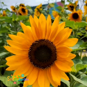 100 BUTIR BIJI/BENIH BUNGA MATAHARI LOKAL