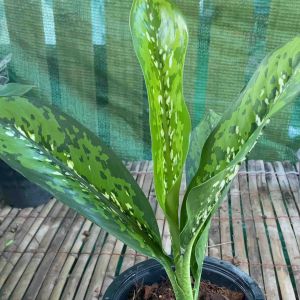 ต้นเกล็ดมังกร ไม้มงคล เรียกโชคลาภ เสริมบารมี ใบลายสวย