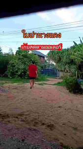 ใบย่านางแดง 100 ใบ 80 บาท เก็บสดตามออเดอร์ ใบย่านางแดงสด ย่านางแดง หญ้านางแดง สยาน เครือขยัน เถาขยัน ใบย่านางแดง ย่านางแดง ย่านาง หญ้านาง