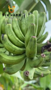 15. สบู่สมุนไพรท่านชาย ฟินฮัม Fin Hamm ฟองหนานุ่ม ล้างคราบมันออกหมดจด ผิวสะอาดมั่นใจ ขนาด 30 กรัม ใช้ครั้งละ 3–5 นาที แล้วมาสัมผัสผลลัพธ์ด้วยตัวของคุณเอง แถมฟรีคู่มือการใช้อย่างมีประสิทธิภาพในทุกคำสั่งซื้อ จองให้ไว พลาดหมดอดชัวร์ สินค้าจัดส่งในไทย สินค้า