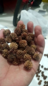 biji cemara kering buat kerajinan tangan 50 pcs / bunga Cemara duren Durenan buat kerajinan tangan
