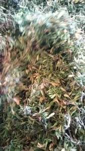 Nụ hoa đu đủ đực sấy lạnh - túi 500gr - giúp giảm ho tăng đề kháng phòng chống ung thư giá tốt