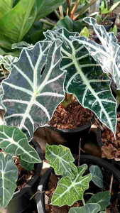 ต้นแก้วหน้าม้า /แก้วสารพัดนึก ไม้มงคล