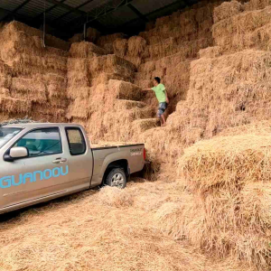 ฟาง ฟางอัดก้อน 15-20 กก. rice straw straw rice ส่งตรงจากนครปฐม ชาวนามาเอง ฟางแห้งส่งฟรี