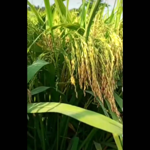 BENIH PADI PREMIUM MR 337 KEMASAN 5 KG