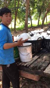 อาหรเสริมทาหน้ายางบิ้กจ้อด 1 ลิตร