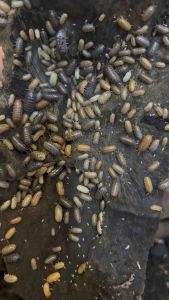 Isopod Armadillidium vulgare ‘St. Lucia’