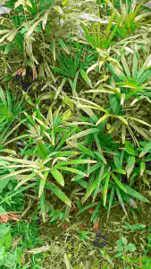 Palem Jari Waregu Bibit Tanaman hias Taman Dekorasi 3 Benih