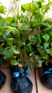 Bibit semanggi gunung siap tanam per 3 bibit