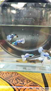 🔥 HOT 🔥 Dumbo White Guppy Ready Breed 1 Pair
