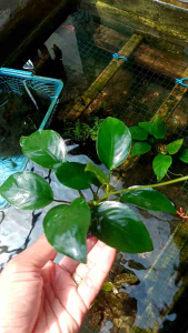 anubias  nana tanaman aquascape  media wabikusa