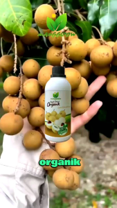 MANGGROW - Pupuk Kelengkeng 1000ml | Pupuk Organik Cair Kelengkeng | Booster Kelengkeng