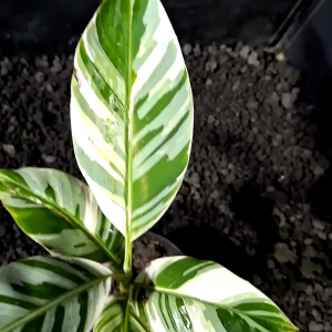 Musa Florida Variegated Banana Plants Small🍀ชุด1ต้น🌸