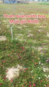 Hoa mười giờ thái kép 12 màu hoa nở cả ngày hoa cánh kép lớn.