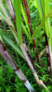 Tebu ireng jombang original 1 batang atau 1 meter siap kirim