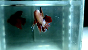 Amargeddon Vanda Halfmoon Plakat HMPK Betta Fish / Ikan Laga/ 斗鱼 (Not random fish）15
