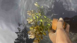 ปาป้าแดง[แบบกระถาง]