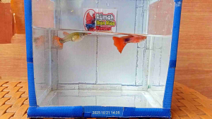 AFR slayer sepasang + pakan + peking rapih