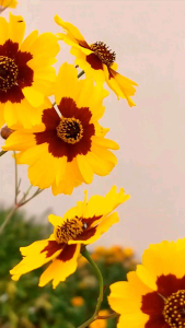 (KEMASAN PREMIUM) BIJI | BENIH BUNGA KRISAN SNAKE EYE (isi -+1.000 butir)