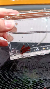 BETTA COCCINA 克奇娜 (Pairs)