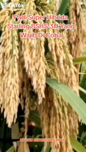 BENIH/BIBIT PADI INPARI 32 JUMBO kemasan 5KG.