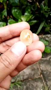 Batu akik mustika combong Aji pengasih