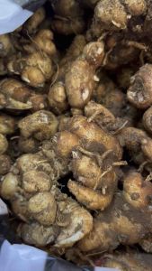 Kencur cikur besar 1KG segar alami fresh original bibit dengan kemasang bumbu dapur bahan jamu murah terbaik terlaris