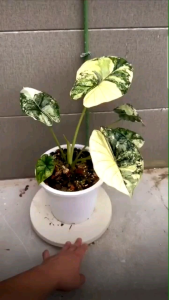 Alocasia Sinuata ALBO Variegated  จำหน่ายแบบไข่เพาะชำส่งชำในถ้วยอบอย่างดี
