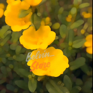 (-+5.000 butir) Benih bunga evening primrose yellow import [kemasan pabrik]