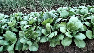 BENIH SAWI PAKCOY HIJAU FRESH (1.000 BUTIR)