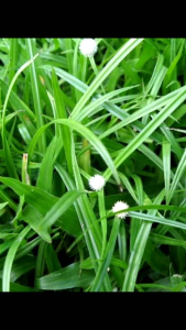 1kg Cỏ Bạc Đầu Tươi Hút Chân Không ( Thuốc Nam ) chỉ Ship Ở miền Nam